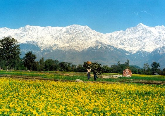  NATUREAL BEAUTI  OF  KANGRA VALLEY